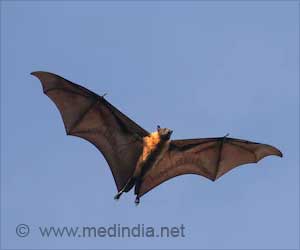 Machine Learning Predicts Bat Species With the Potential to Spread Deadly Nipah Virus Machine Learning Predicts Bat Species With the Potential to Spread Deadly Nipah Virus