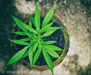 Marijuana Acts like an Alternative to Prescription Pain Killer Marijuana Acts like an Alternative to Prescription Pain Killer
