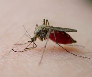 How Mosquito Fights Off the Malaria Parasite Explained How Mosquito Fights Off the Malaria Parasite Explained