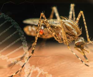 Malaria Resistant to First Line Drugs Spreading in Asia Malaria Resistant to First Line Drugs Spreading in Asia