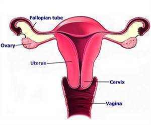 Cells Required for the Development of a Healthy Uterus Identified Cells Required for the Development of a Healthy Uterus Identified