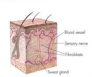 Antibiotics Inhibit Tumor Activity in Skin Lymphoma: Study Antibiotics Inhibit Tumor Activity in Skin Lymphoma: Study