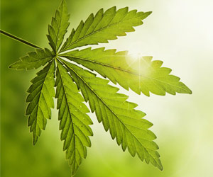 Cannabidiol Attenuates Aggressiveness: Study Cannabidiol Attenuates Aggressiveness: Study