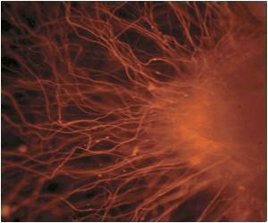 Research on Behaviour of Stem Cells Throws New Light on Skin Research on Behaviour of Stem Cells Throws New Light on Skin