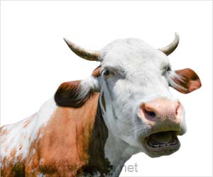 New Drug Combination Effective in Treating Bovine Leukemia New Drug Combination Effective in Treating Bovine Leukemia