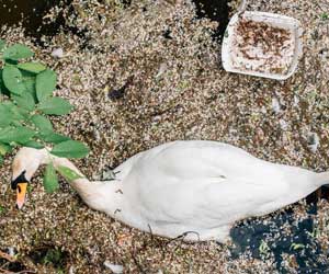 Dangerous Chemicals in Plastics Threaten Seabirds Dangerous Chemicals in Plastics Threaten Seabirds