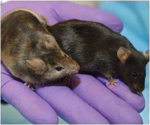 New Study Provides Better Way to Assess Pain in Mice