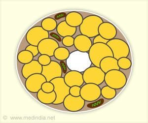 Brown Fat may Help Protect against Diabetes and Obesity Brown Fat may Help Protect against Diabetes and Obesity