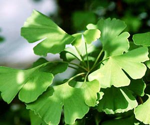 Ginkgo Biloba can Help Treat Type 2 Diabetes Ginkgo Biloba can Help Treat Type 2 Diabetes