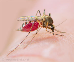 Malaria Cell Atlas Reveals Gene Function, Possible Drug Targets Malaria Cell Atlas Reveals Gene Function, Possible Drug Targets