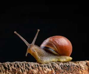 Sea Snail Compound can Lower Your Cancer Risk Sea Snail Compound can Lower Your Cancer Risk
