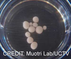 Lab-grown Mini Brains Produce Human-like Brain Waves Lab-grown Mini Brains Produce Human-like Brain Waves
