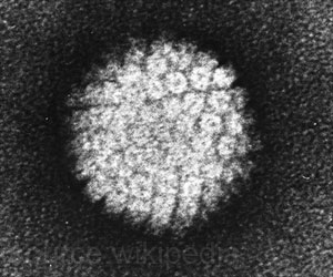Papillomaviruses Can Spread by Blood, Says Study Papillomaviruses Can Spread by Blood, Says Study