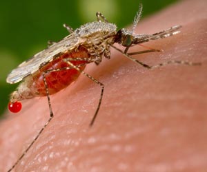 India Ranked 4th in Malaria Cases Worldwide in 2017: Lancet India Ranked 4th in Malaria Cases Worldwide in 2017: Lancet