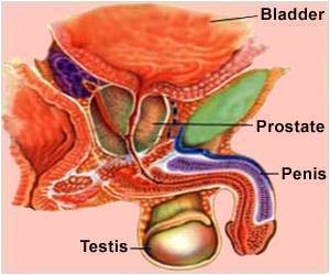BRCA2 Gene Fault Ups Risk of Prostate Cancer BRCA2 Gene Fault Ups Risk of Prostate Cancer