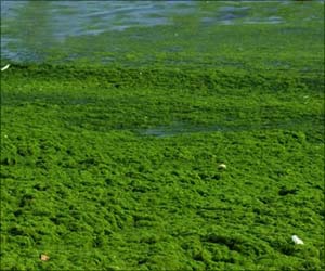 Algal Toxin may Lead to ALS Algal Toxin may Lead to ALS