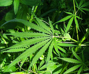 CBD may Alleviate Seizures and Benefit Behaviors in People with Neurodevelopmental Conditions