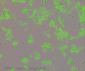 Healthy Liver Tissue Fights Surrounding Cancer: Study Healthy Liver Tissue Fights Surrounding Cancer: Study