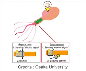 New Breakthrough may Aid in Future Fertility Treatments New Breakthrough may Aid in Future Fertility Treatments