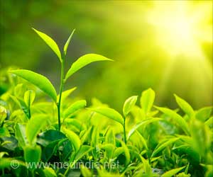 Green Tea Plant Compound Has Potential To Combat <a href=