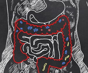 Fatty Meal Obstructs Gut's Communication with the Body: Study Fatty Meal Obstructs Gut's Communication with the Body: Study
