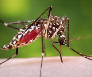Bacteria to Fight Dengue Virus Bacteria to Fight Dengue Virus