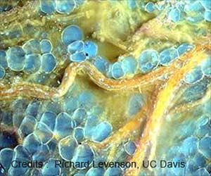 First-of-a-Kind in Vitro 3D Neural Tissue Model Developed First-of-a-Kind in Vitro 3D Neural Tissue Model Developed