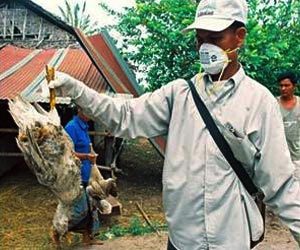 How Is Bird Flu Blocked in Human Cells? How Is Bird Flu Blocked in Human Cells?